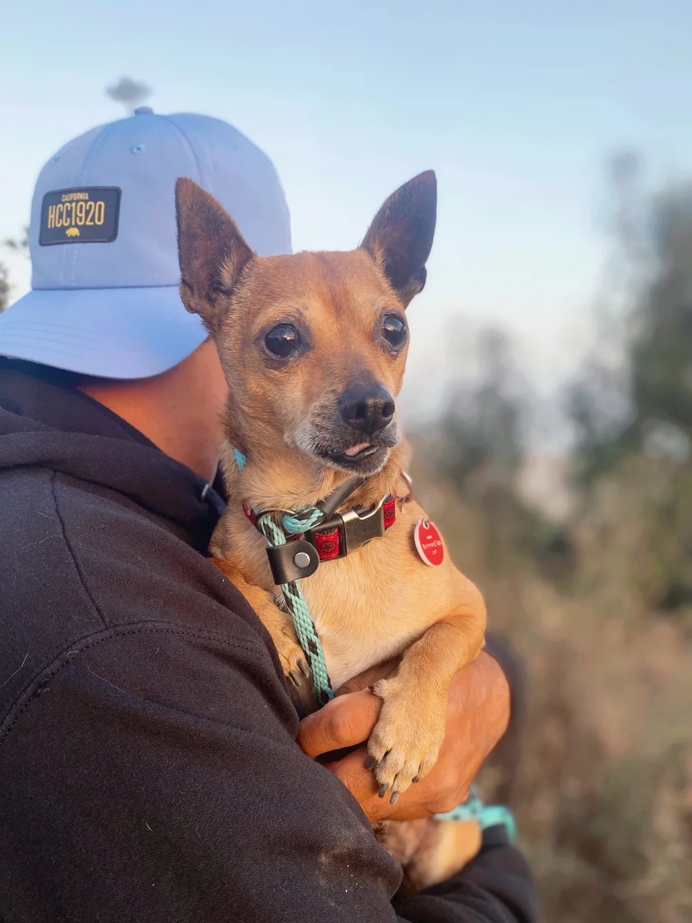 Jamal — Wags and Walks